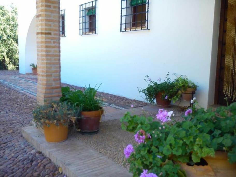 Villa Carmen Magnificent Country House In Serrania Ronda Bagian luar foto